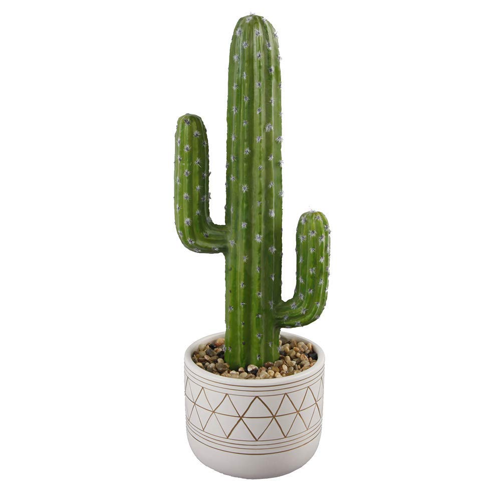 Cactus Succulent Planter